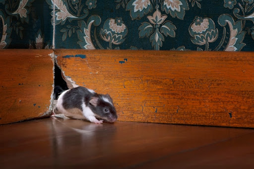 Top Places Pests Sneak In and How to Block Them