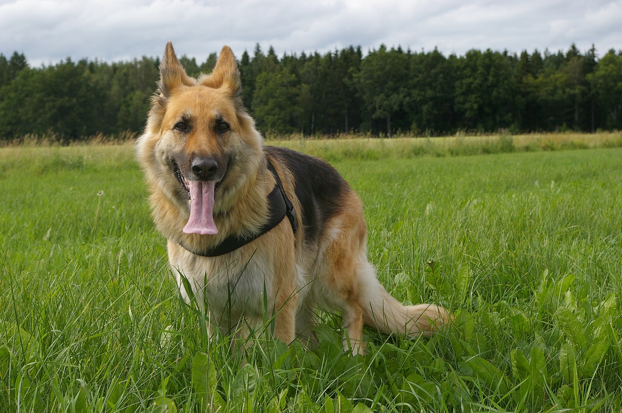 German Shepherd