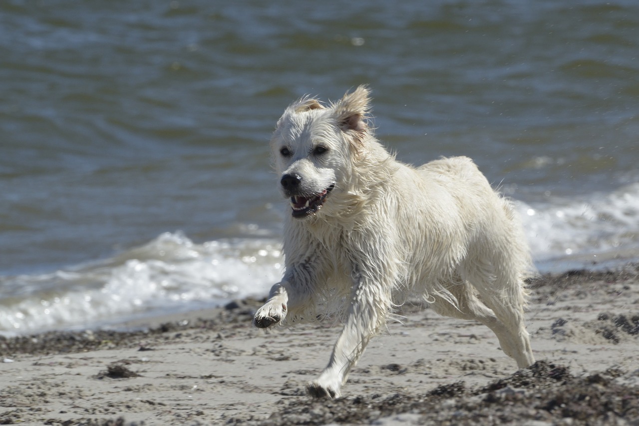 golden-retriever