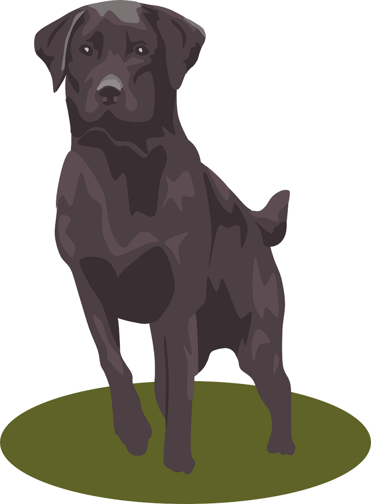 labrador