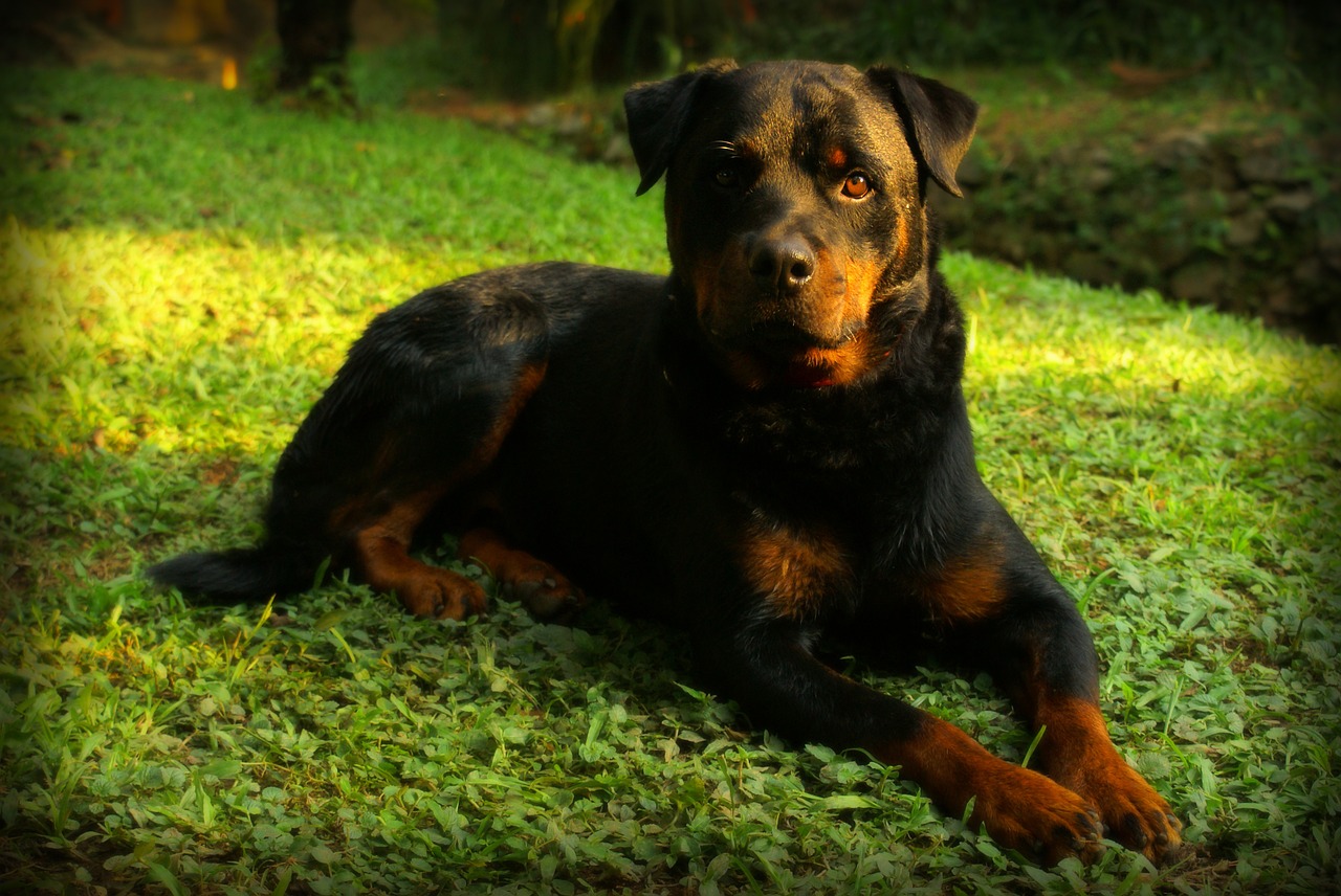 rottweiler